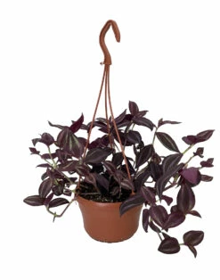 Burgundy Tradescantia - 6" Hanging Pot - Easy To Grow House Plant
