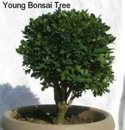 SPRINTER® Boxwood - Buxus - Grows In Sun Or Shade - Proven Winners - 4" Pot 11 SPRINTER® Boxwood - Buxus - Grows In Sun Or Shade - Proven Winners - 4" Pot -HIRTS Sales buxusbonsai2 53953.1615344558