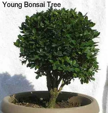 SPRINTER® Boxwood - Buxus - Grows In Sun Or Shade - Proven Winners - 4" Pot 7 SPRINTER® Boxwood - Buxus - Grows In Sun Or Shade - Proven Winners - 4" Pot - Image 5