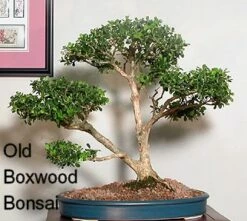 SPRINTER® Boxwood - Buxus - Grows In Sun Or Shade - Proven Winners - 4" Pot 10 SPRINTER® Boxwood - Buxus - Grows In Sun Or Shade - Proven Winners - 4" Pot -HIRTS Sales buxusbonsai 93542.1615344558