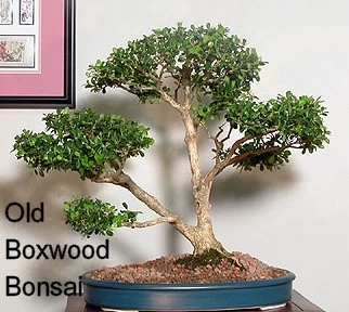 SPRINTER® Boxwood - Buxus - Grows In Sun Or Shade - Proven Winners - 4" Pot 6 SPRINTER® Boxwood - Buxus - Grows In Sun Or Shade - Proven Winners - 4" Pot - Image 4