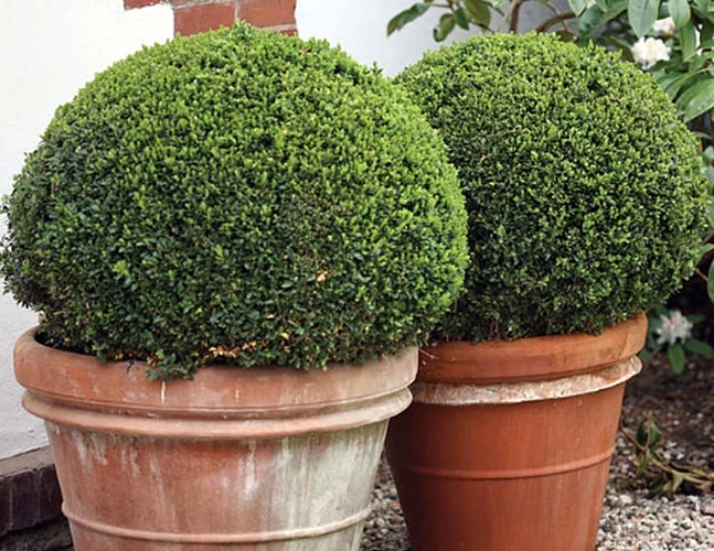 SPRINTER® Boxwood - Buxus - Grows In Sun Or Shade - Proven Winners - 4" Pot 4 SPRINTER® Boxwood - Buxus - Grows In Sun Or Shade - Proven Winners - 4" Pot - Image 2