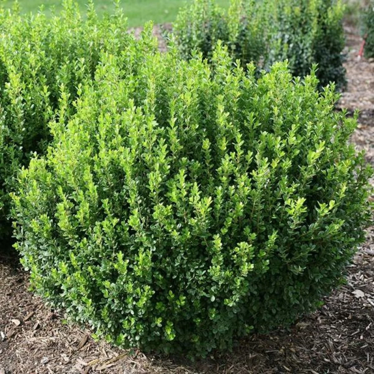 SPRINTER® Boxwood - Buxus - Grows In Sun Or Shade - Proven Winners - 4" Pot 3 SPRINTER® Boxwood - Buxus - Grows In Sun Or Shade - Proven Winners - 4" Pot