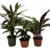 Calathea Assortment - 3 Pack In 4" Pots -HIRTS Sales calathcol3 14747.1697493090
