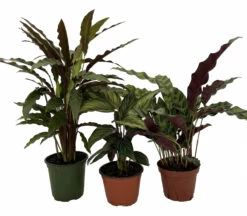 Calathea Assortment - 3 Pack In 4" Pots