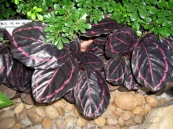Dottie Rose Painted Prayer Plant - Calathea Roseopicta 'Dottie' - Easy - 4" Pot 7 Dottie Rose Painted Prayer Plant - Calathea Roseopicta 'Dottie' - Easy - 4" Pot -HIRTS Sales calathea dottie 23243.1612896426