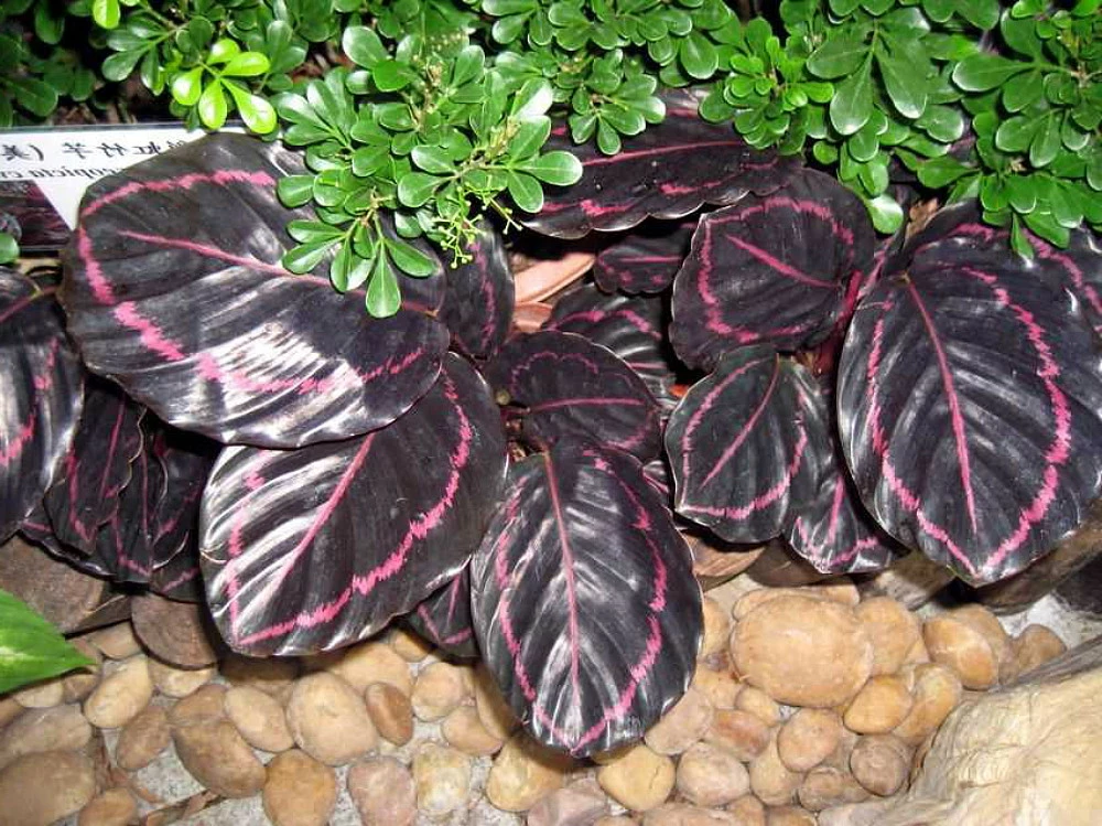 Dottie Rose Painted Prayer Plant - Calathea Roseopicta 'Dottie' - Easy - 4" Pot 5 Dottie Rose Painted Prayer Plant - Calathea Roseopicta 'Dottie' - Easy - 4" Pot - Image 3