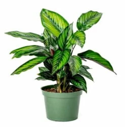 Beauty Star Peacock Plant - Calathea - Easy House Plant - 4" Pot -HIRTS Sales calatheabeautystarhr1 79863.1610164762