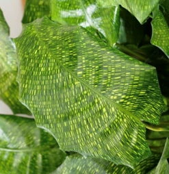 Rare Mosaic Prayer Plant - Network Calathea - Calathea Mosaicca - 4" Pot -HIRTS Sales calatheamosaicca 39822.1668788372