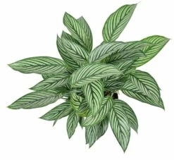 Uncommon Vittata Peacock Plant - Calathea - 4" Pot - Collector's Series -HIRTS Sales calatheavittata 38482.1612548899