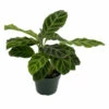 Zebra Peacock Plant - Calathea Zebrina - Easy House Plant - 4" Pot -HIRTS Sales calatheazebrina4 14980.1600301211