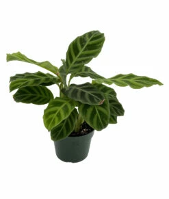 Zebra Peacock Plant - Calathea Zebrina - Easy House Plant - 4" Pot