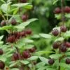 Simply Scentsational® Sweetshrub - Calycanthus - Proven Winners - 4" Pot -HIRTS Sales calycanthus simply scentsational 1 1080 1080 60 98287.1624731981