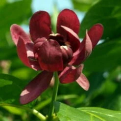 Calycanthus Aphrodite PPAF- Sweetshrub - Fragrant - Proven Winners - 4" Pot -HIRTS Sales calycanthusaphrodite1 08554.1615344537