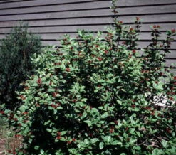 Calycanthus Aphrodite PPAF- Sweetshrub - Fragrant - Proven Winners - 4" Pot -HIRTS Sales calycanthusaphrodite2 54606.1615344537