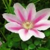 Pink Cameo Clematis Vine - Early Large-flowered Fragrant - 2.5" Pot -HIRTS Sales cameocleamtis 60142.1615344857
