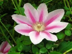 Pink Cameo Clematis Vine - Early Large-flowered Fragrant - 2.5" Pot