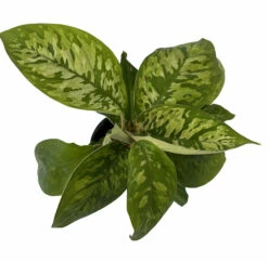 Camouflage Queen Of Hearts Plant - Homalomena Wallisii - 4" Pot