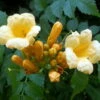 Yellow Trumpet Vine Plant - Campsis Radicans - Flava - 2.5" Pot -HIRTS Sales campsis r flava 84220.1615344745