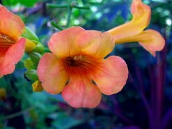 Indian Summer Trumpet Vine Plant - Campsis - 2.5" Pot 5 Indian Summer Trumpet Vine Plant - Campsis - 2.5" Pot -HIRTS Sales campsisindiansummer1 61987.1620367414