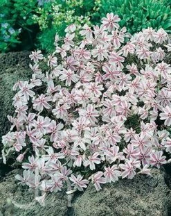 Candy Stripe Creeping Phlox Perennial - Gallon Pot -HIRTS Sales candy1stripephlox 04360.1618488326