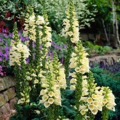 Carillon Dwarf Foxglove - Digitalis - Hardy Perennial Plant - Quart Pot -HIRTS Sales carillondig 59702.1616329857