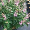 BEYOND PINK’D™ Bluebeard - Caryopteris - 4" Pot -Proven Winners -HIRTS Sales caryopteris beyond pinkd 1 1080 1080 60 68089.1615344740
