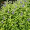 Sunshine Blue® II Bluebeard - Caryopteris Incana - Proven Winners - 4" Pot -HIRTS Sales caryopteris20sunshine20blue20ii201 1080 1080 60 15485.1615344741