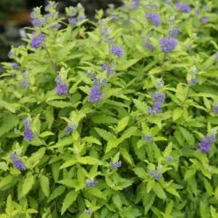 Sunshine Blue® II Bluebeard - Caryopteris Incana - Proven Winners - 4" Pot