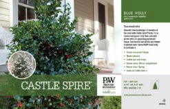 Castle Spire® Blue Holly - Ilex - 4" Pot - Proven Winners -HIRTS Sales castlespirebluehollyhr1 15630.1615344545