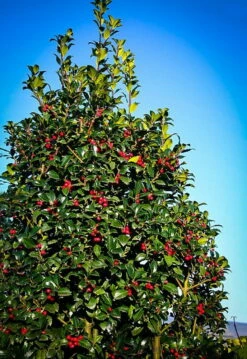 Castle Spire® Blue Holly - Ilex - 4" Pot - Proven Winners -HIRTS Sales castlespirebluehollyhr3 47707.1615344546