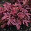 Fun And Games® Red Rover Heucherella - Foamy Bells - Gallon Pot - Shade Lover -HIRTS Sales cbellsroverred 19162.1686411747