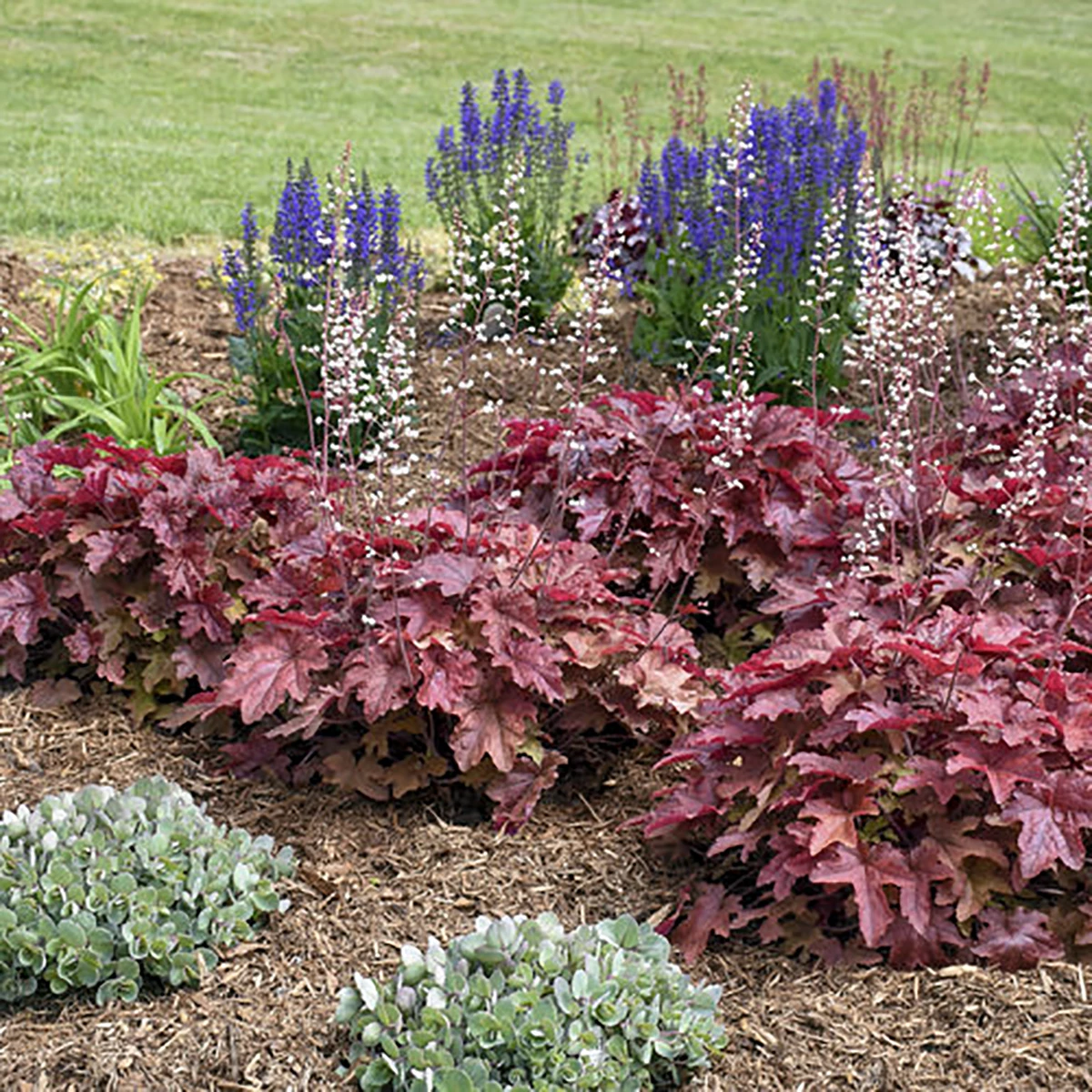 Fun And Games® Red Rover Heucherella - Foamy Bells - Gallon Pot - Shade Lover 4 Fun And Games® Red Rover Heucherella - Foamy Bells - Gallon Pot - Shade Lover - Image 2