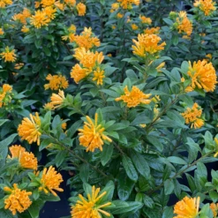 Juiced™ Orange Jessamine - Cestrum Corymbosum - Proven Winners - 4" Pot -HIRTS Sales cestrum juiced orange img 5799 800x800 025eddb 81096.1675818935