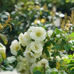 Double Take Eternal White™ - Flowering Quince - Proven Winners - 4" Pot -HIRTS Sales chaenomeles double take eternal white dsc05805 800x800 624c32c 41159.1676398905