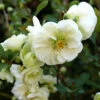 Double Take Eternal White™ - Flowering Quince - Proven Winners - 4" Pot -HIRTS Sales chaenomeles double take eternal white p1151347 800x800 31635e5 54737.1676398905
