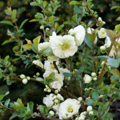 Double Take Eternal White™ - Flowering Quince - Proven Winners - 4" Pot -HIRTS Sales chaenomeles double take eternal white p1151363 800x800 f92133c 26659.1676398905