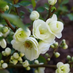 Double Take Eternal White™ - Flowering Quince - Proven Winners - 4" Pot -HIRTS Sales chaenomeles double take eternal white p1151370 800x800 fbc5f0b 92623.1676398906