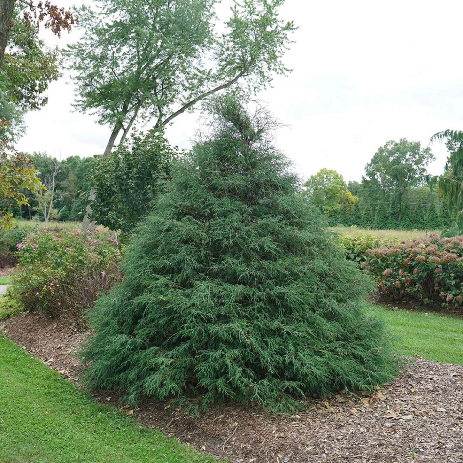 HAYWIRE™ False Cypress - Chamaecyparis - Proven Winners - 4" Pot 3 HAYWIRE™ False Cypress - Chamaecyparis - Proven Winners - 4" Pot