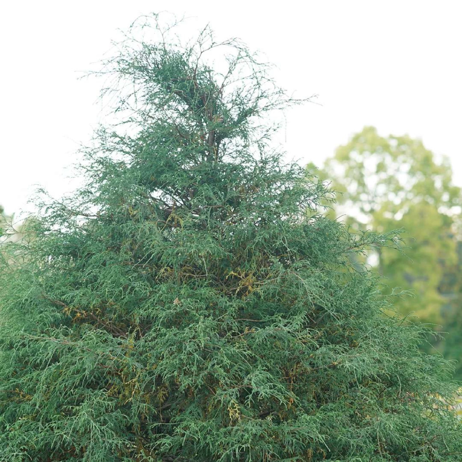 HAYWIRE™ False Cypress - Chamaecyparis - Proven Winners - 4" Pot 4 HAYWIRE™ False Cypress - Chamaecyparis - Proven Winners - 4" Pot - Image 2