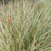 Chameleon Little Bluestem Grass - Schizachyrium Scoparium - Gallon Pot 2 Chameleon Little Bluestem Grass - Schizachyrium Scoparium - Gallon Pot -HIRTS Sales chameleograss 20656.1692990104