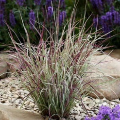 Chameleon Little Bluestem Grass - Schizachyrium Scoparium - Gallon Pot 7 Chameleon Little Bluestem Grass - Schizachyrium Scoparium - Gallon Pot -HIRTS Sales chamgrass 38771.1692990106