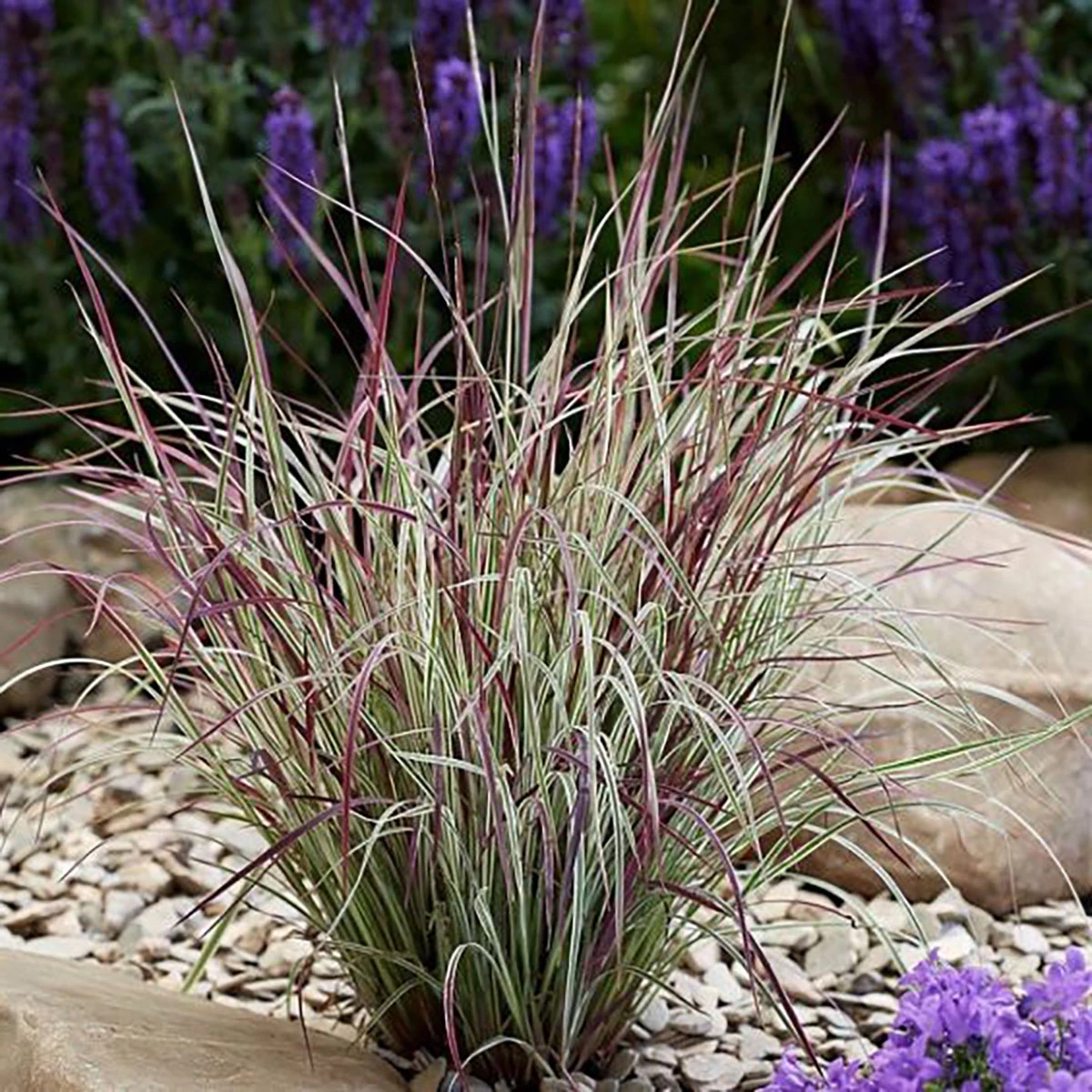 Chameleon Little Bluestem Grass - Schizachyrium Scoparium - Gallon Pot 5 Chameleon Little Bluestem Grass - Schizachyrium Scoparium - Gallon Pot - Image 3