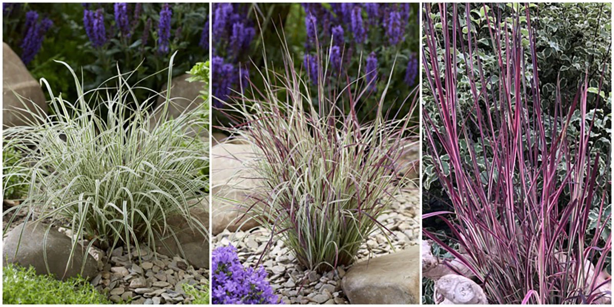 Chameleon Little Bluestem Grass - Schizachyrium Scoparium - Gallon Pot 4 Chameleon Little Bluestem Grass - Schizachyrium Scoparium - Gallon Pot - Image 2