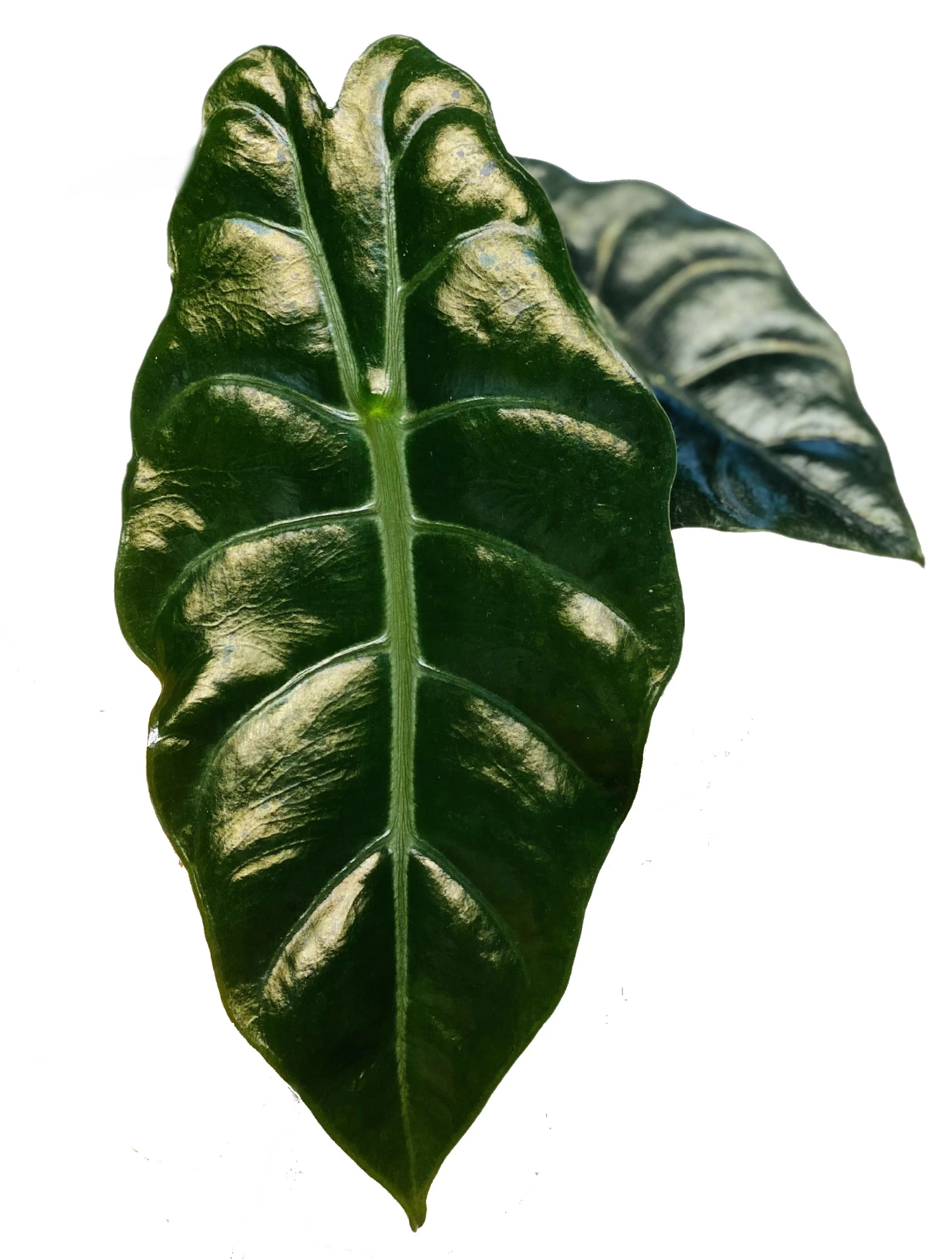 Chantrieri African Mask Plant - Alocasia - Houseplant - 4" Pot 4 Chantrieri African Mask Plant - Alocasia - Houseplant - 4" Pot - Image 2