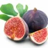 Fignominal Fig Tree - Ficus Carica Hybrid - 4" Pot -HIRTS Sales chigacofig421 57111.1694626986