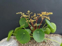 Chinese Money Plant - 4" Mini Hanging Basket - Pilea Peperomioides -HIRTS Sales chinesemoneyplant4 46740.1616199456