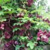 Chocolate Vine Perennial - Akebia Quinata - 2.5" Pot -HIRTS Sales chocvine421 80706.1656591803