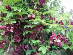Chocolate Vine Perennial - Akebia Quinata - 2.5" Pot