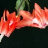 Orange Christmas Cactus Plant - Zygocactus - 6" Pot -HIRTS Sales christmascactusorangehr1 31794.1664394748